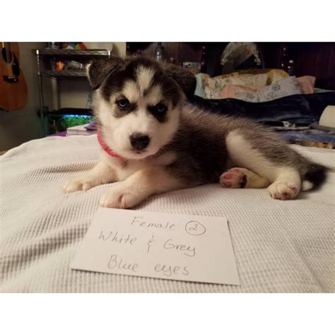 Don't miss out on this little man, he is. Husky for sale 5 puppies available in Columbus, Ohio ...