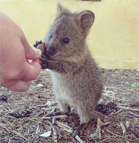 A small wallaby (= an animal with a long tail and strong legs for jumping with) that in the past…. Image result for quokka | Cute animals, Happy animals ...