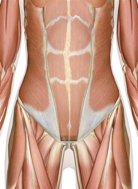 Maybe you would like to learn more about one of these? Female Human Anatomy Abdomen | Abdominal muscles anatomy ...