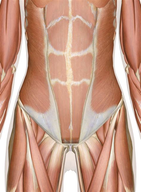 The pelvis is located in the middle of the human body, below the abdomen and above the thighs. Female Human Anatomy Abdomen | Abdominal muscles anatomy ...