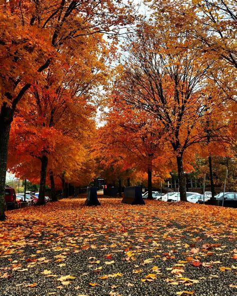 The mainland student network at the university of virginia reported that two chinese international students were attacked by assailant(s) who threw raw eggs at them from a moving vehicle. November in Charlottesville, VA | Instagram, Photo, Photo ...