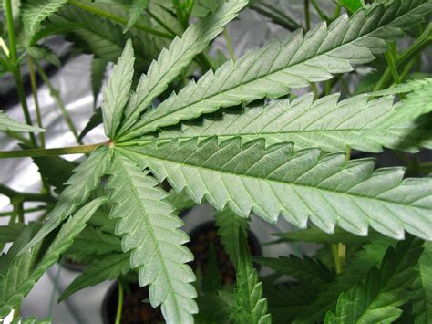 For that reason, we need to use a standard measurement to determine lighting needs. Cannabis Light Periods - What do I need to know about ...