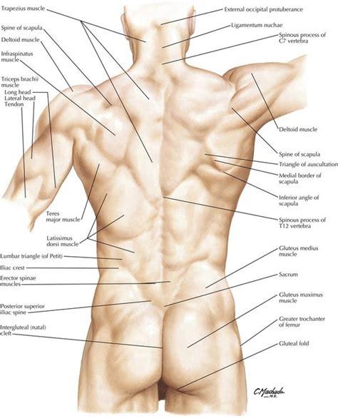 This article looks at the anatomy of the back, including bones, muscles, and nerves. 2: Back and Spinal Cord | Basicmedical Key