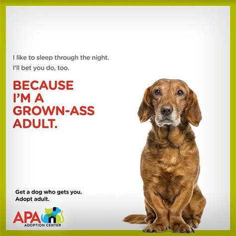 Rescue adoption days at angel's pet world. Adoption Center Creates Hilarious Posters To Inspire ...