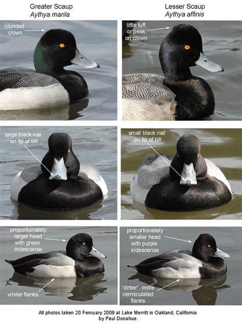 Maybe you would like to learn more about one of these? 97f617555206f8f79fd2ed4782595231.jpg (564×758) | Bird life ...