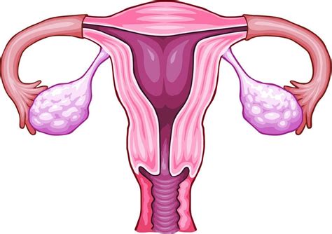 This female diagram template labels important parts of the. Female Reproductive System Drawing | Free download on ClipArtMag