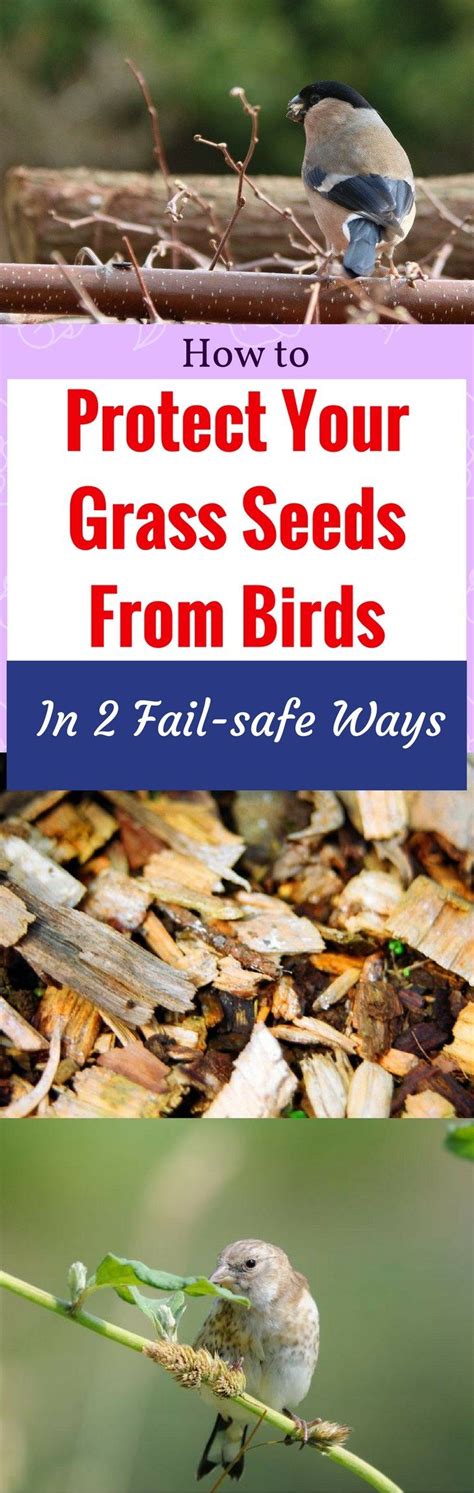 Bottom linewith these tips on how to keep pigeons out of your garden, you should be able to keep your garden free from destructive birds. How to Protect Your Grass Seeds from Birds in 2 Fail-safe ...