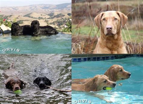 Can small dogs fly in the cabin. The Best Dog Breeds for Swimming - Orvis News