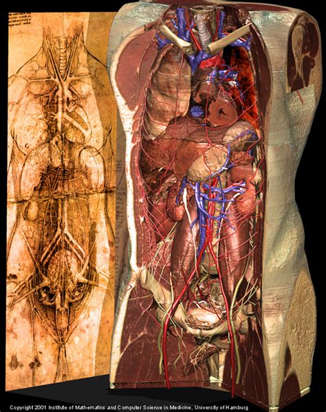 Lithograph by wellcome v0008197el.jpg 1,131 × 1. Torso Anatomy Diagram - Torso And Internal Organs Of The ...