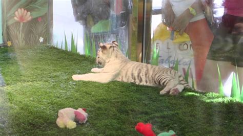 Photos, address, and phone number, opening hours, photos, and user reviews on yandex.maps. Tiger Cubs at Siegfried & Roy's Secret Garden - YouTube