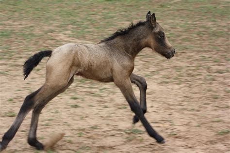 Buckskin roan connemara stallion golddigger laddie. 2015 Foals | Powderbark Stud