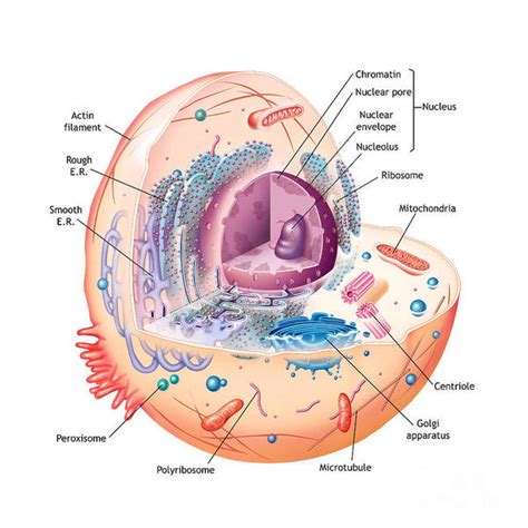 Illustration of the grana of a chloroplast a simplified illustration of an atp molecule symbiogenesis: Animal Cell Illustration Labeled Art Print by Carlyn Iverson