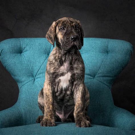 9 week old great dane puppy. Great Dane Rescue Virginia | PETSIDI