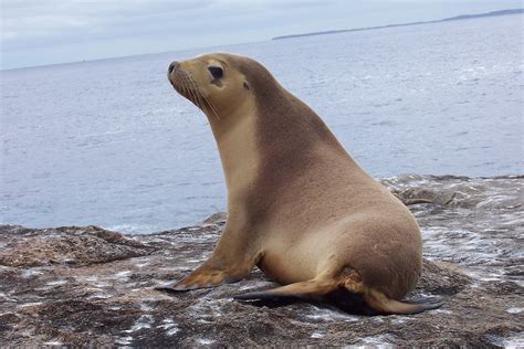 Henry olusegun adeola samuel), более известный под псевдонимом сил (англ. Eared seal, Deep Sea Waters, Ocean Animals, Sea News ...