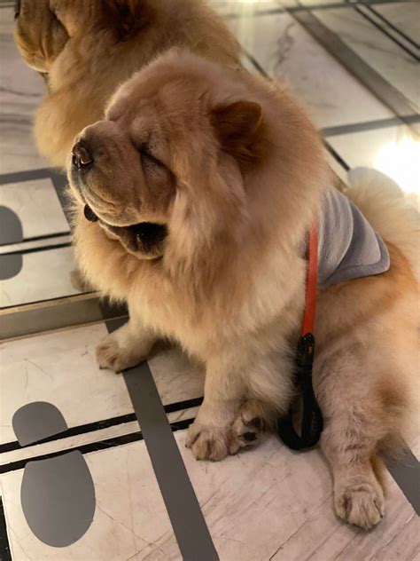It should be noted that this page only covers an overall slow computer and not a computer that starts slow or has a slow internet connection. why is the lift so slow today? 👾 : chowchow