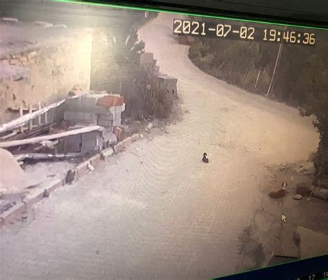 Konya'nın ilk ve en büyük haber sayfası. Konya'da yavru köpeği ezen sürücü yoluna devam etti - Son ...