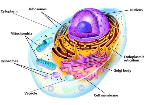 The animal cell in image 1 is in. Cross Section Of An Animal Cell Labeled : Biological ...