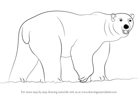 More images for how to draw a polar bear step by step » Step by Step How to Draw a Polar Bear ...