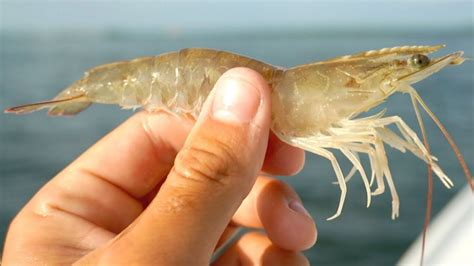 Shrimp is a very underrated fishing bait for freshwater fish. Fishing with Live Shrimp: Easiest Way to Catch Fish in ...