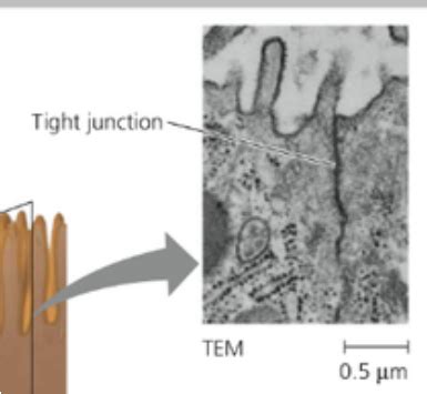 They block the movement of integral membrane proteins between the apical and basolateral surfaces. Intercellular Junctions - Mrs. Graham's AP Biology