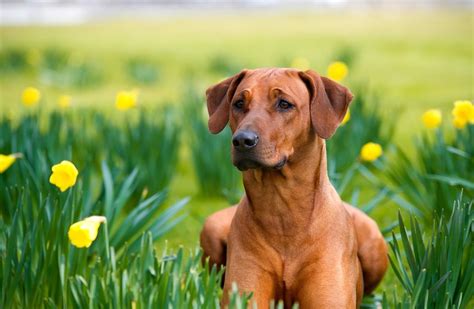 Pinse — ordet pinse er afledet af det græske ord den 50. Pas på de giftige pinse- og påskeliljer - Hunden.dk