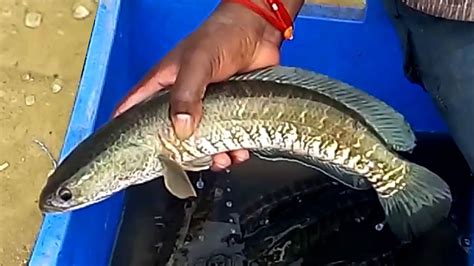 Snakeheads are predatory fish that have some surprising characteristics. snakehead murrel farming in house(ঘরের ভিতর শোল মাছ চাষ ...