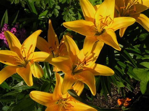 California governor newsom pulls his kids from summer camp after his son, 10, was pictured maskless despite state guidance. July deep yellow lilies in my garden, they're all blooming ...