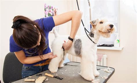 Select your american service pets package! Average Dog Grooming Prices & Services: How Much Will You ...