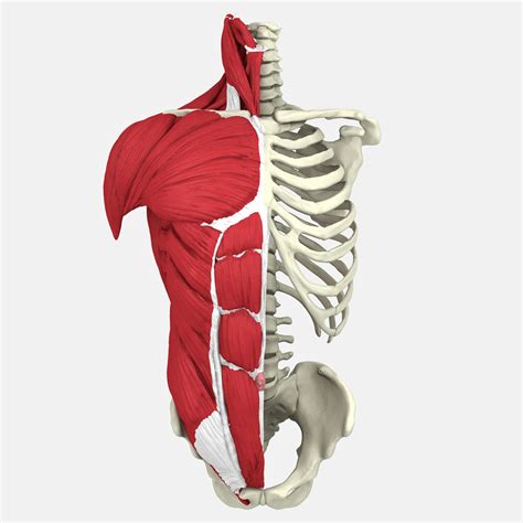 Its most important part is the glenohumeral joint; Male Upper Torso Anatomy - Human Male Anatomy 3d model ...