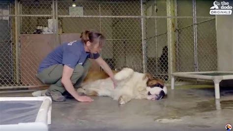 5:05 my smart world 28 972 просмотра. Formerly Surrendered 130 Pound dog Saint Bernard Gets A ...