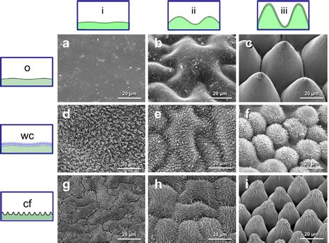 Maybe you would like to learn more about one of these? Impact of cell shape in hierarchically structured plant ...