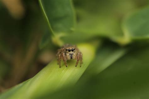 Maybe you would like to learn more about one of these? Tiny spider | Tiny spiders, Animals, Nature