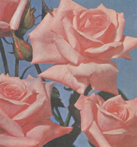 Aesthetic pastel pink and blue flowers. blue sky pink roses | Aesthetic painting, Flower aesthetic ...