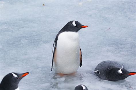 What is not known is how deep they can dive although many don't dive more than 150 feet deep. Gentoo penguins have been known to make as many as 450 ...