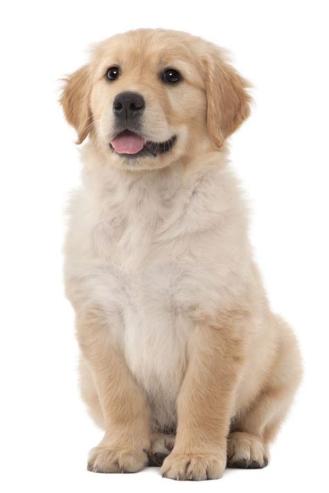 How much do golden retriever puppies cost? Golden Retriever Puppies For Sale Near Me Cheap