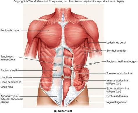 The chest anatomy includes the pectoralis major, pectoralis minor & serratus anterior. Image result for torso anatomy muscle bone | Abdominal ...
