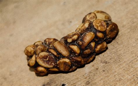 Luwak civet coffee farm tours and tickets. Worth the cup? The downfalls of Civet Coffee | Plants And ...