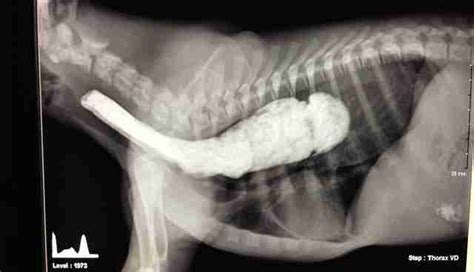 Megaesophagus, also known as esophageal dilatation, is a disorder of the esophagus in humans and other mammals, whereby the esophagus becomes abnormally enlarged. Dog Was Born Different, So He Has To Eat In A Special ...