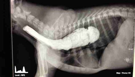 Megaesophagus is the medical term for an enlarged esophagus. Dog Was Born Different, So He Has To Eat In A Special ...