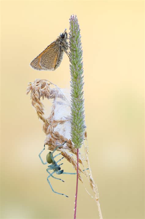 Diese fälle erklärt das pei mit einer berechnung zur allgemeinen sterbewahrscheinlichkeit in der altersgruppe 50plus. auf dem heißen Stuhl (Forum für Naturfotografen)