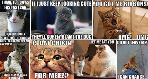 Check spelling or type a new query. Hilarious Memes That Cat Lovers Everywhere Will Appreciate