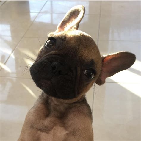 You will find french bulldog dogs for adoption and puppies for sale under the listings here. Training Dog Obedience Using Hand Signals.french bulldogs ...