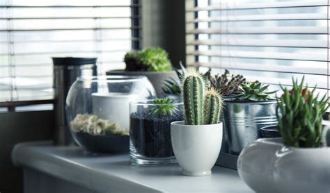 For these ones, the only way of getting them off is by breaking them. Cactus Plant on Top White Table · Free Stock Photo