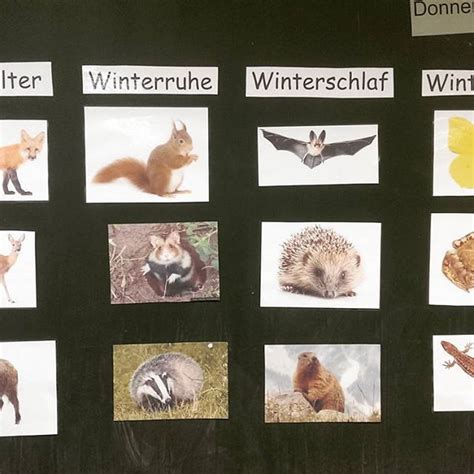 Darauf müssen sich auch die eltern einstellen, die von nun an nicht nur mit trotzphasen zu kämpfen haben, sondern die kindergartenkinder auch in eine immer größere selbständigkeit begleiten. Tiere im winter #Tiere #animals Kleine Unterrichtseinheit ...