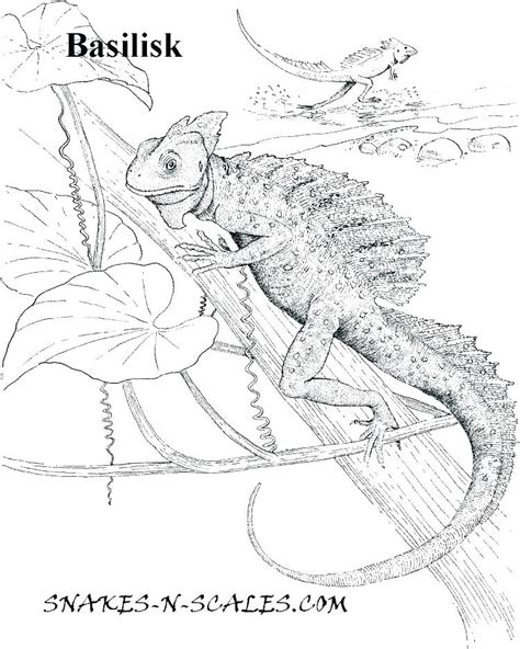 Reptile coloring pages offer plenty of creature feature excitement without the danger of a close encounter with a crocodile or big snake! Amphibian Coloring Pages at GetDrawings | Free download