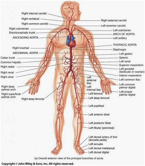 Since the advent of the vascular anastomosis by alexis carrel in the early 20th century, the repair and replacement of blood vessels have been key with recent advances in the engineering of connective tissues, including arteries, we are on the cusp of seeing engineered human arteries become. All Arteries In The Human Body | MedicineBTG.com