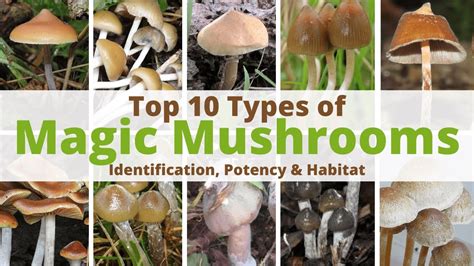 Top 10 Types of Magic Mushrooms | Identification, Potency & Habitat ...
