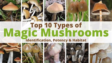 Oyster mushrooms are edible fungi that grow in overlapping clusters on wood… usually on hardwood logs, stumps, and standing dead trees. Top 10 Types of Magic Mushrooms | Identification, Potency ...