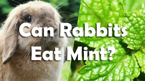 Before feeding cucumber to your rabbit, wash it in cold water to remove pesticides. Can rabbits eat mint? - PetSchoolClassroom