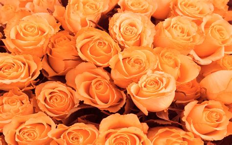 Published by april 4, 2020. Roses wallpapers | Roses stock photos